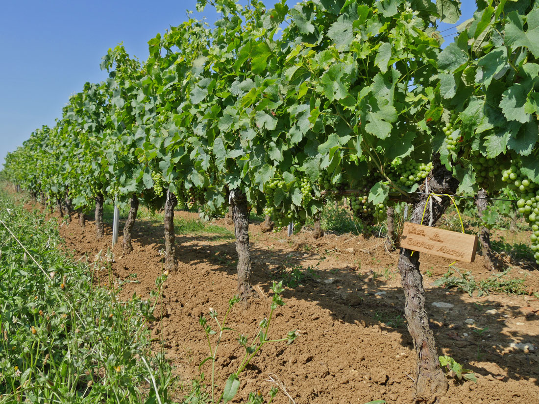 Виноградник на урожай